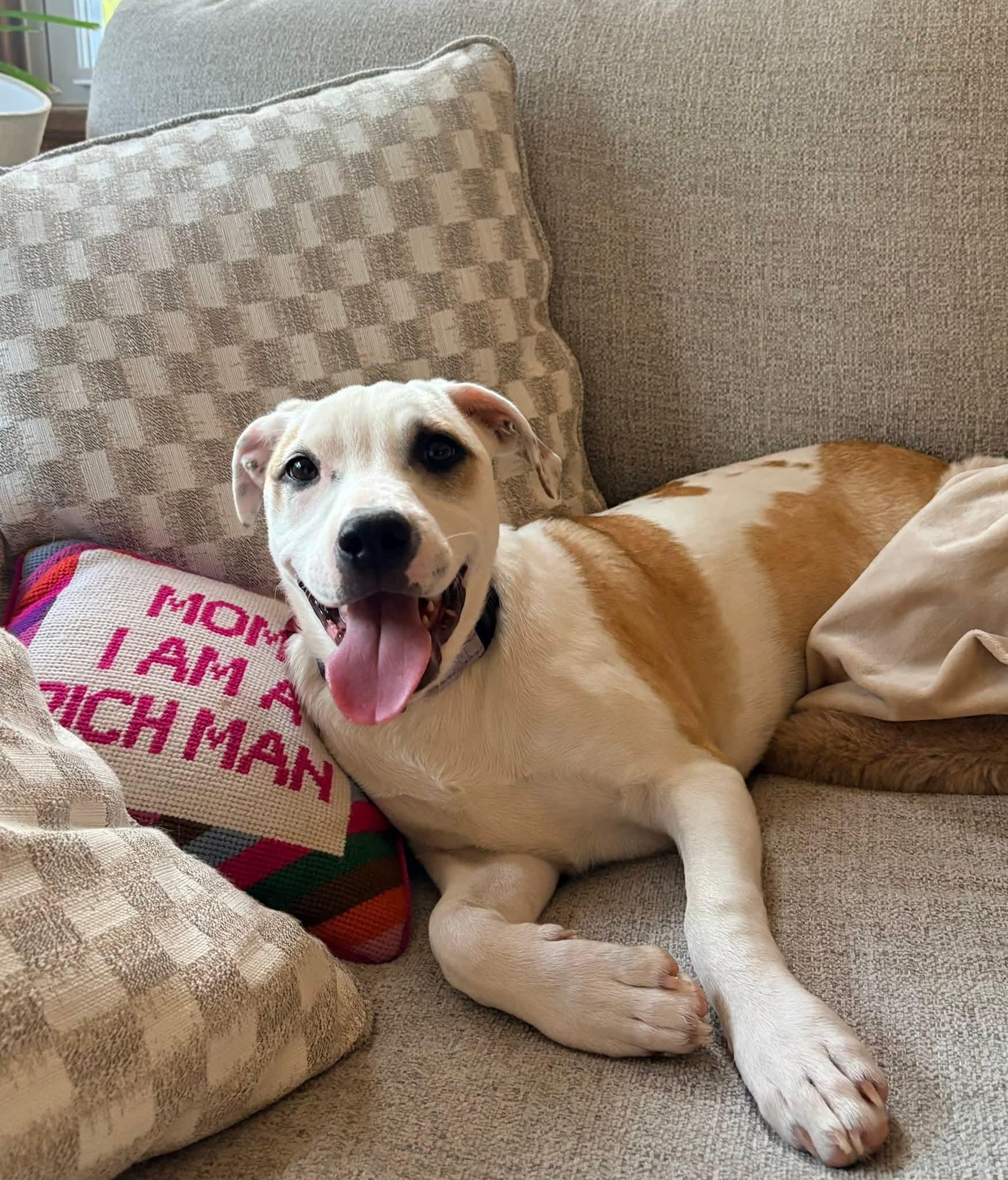 Enlarge LOU ANN   $425, an adoptable mixed breed in Milwaukee, WI image 1/6