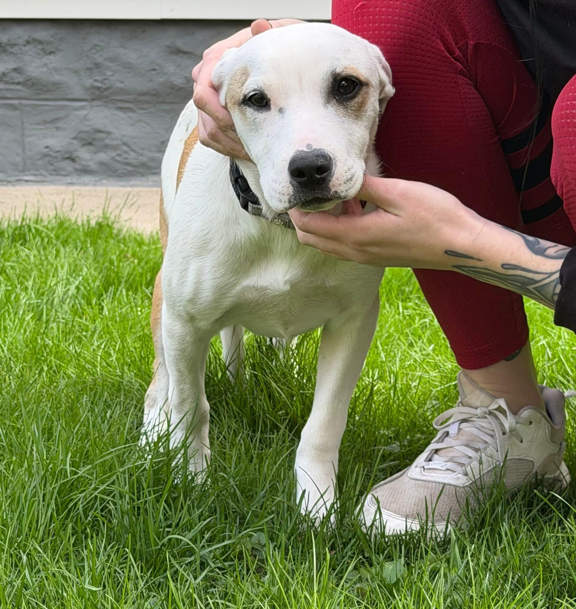 Enlarge LOU ANN   $425, an adoptable mixed breed in Milwaukee, WI image 4/6