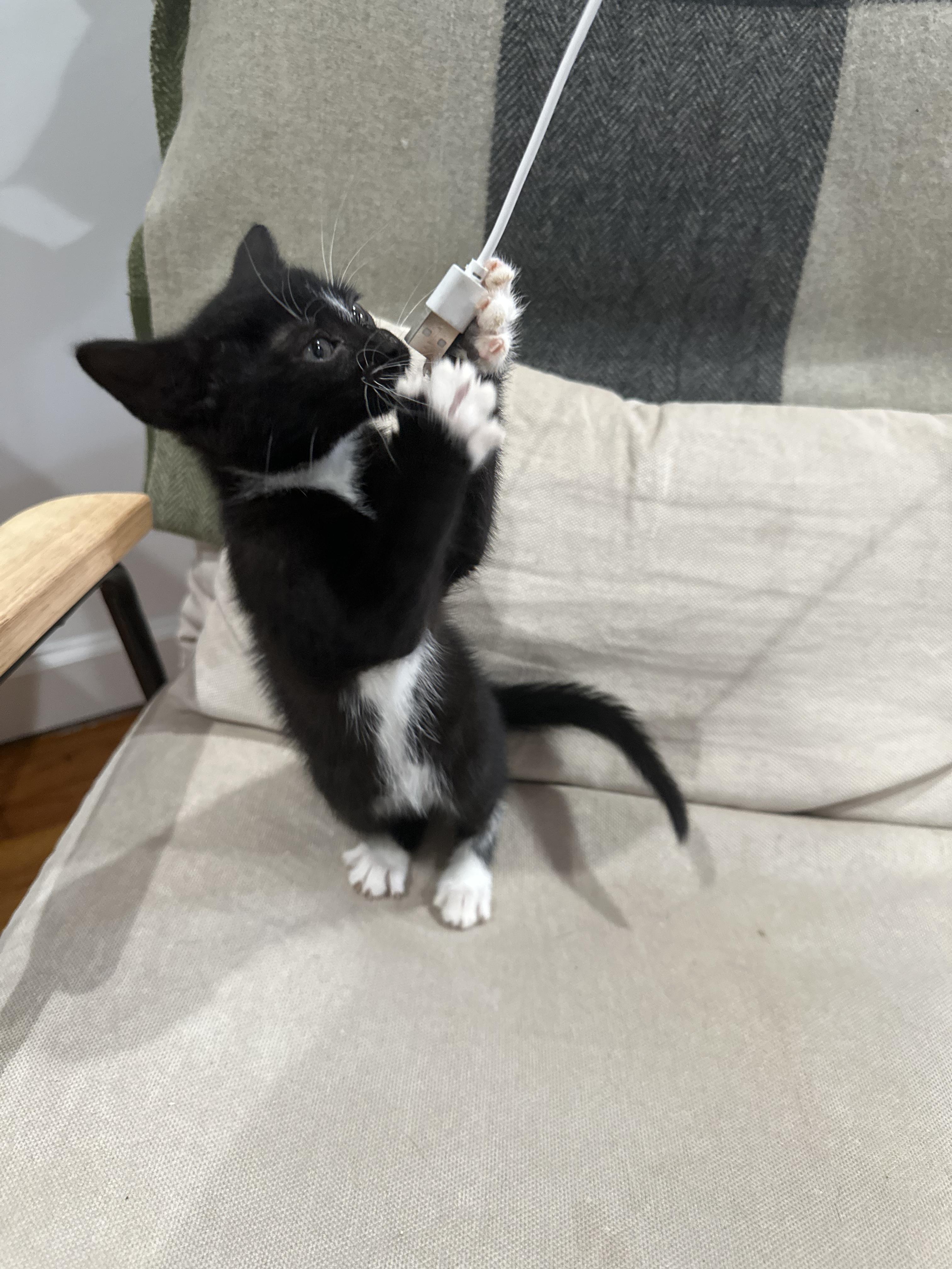 Enlarge Badger (Bonded to Panda), a ADOPTABLE Domestic Short Hair in Long Island City, NY image 2/6
