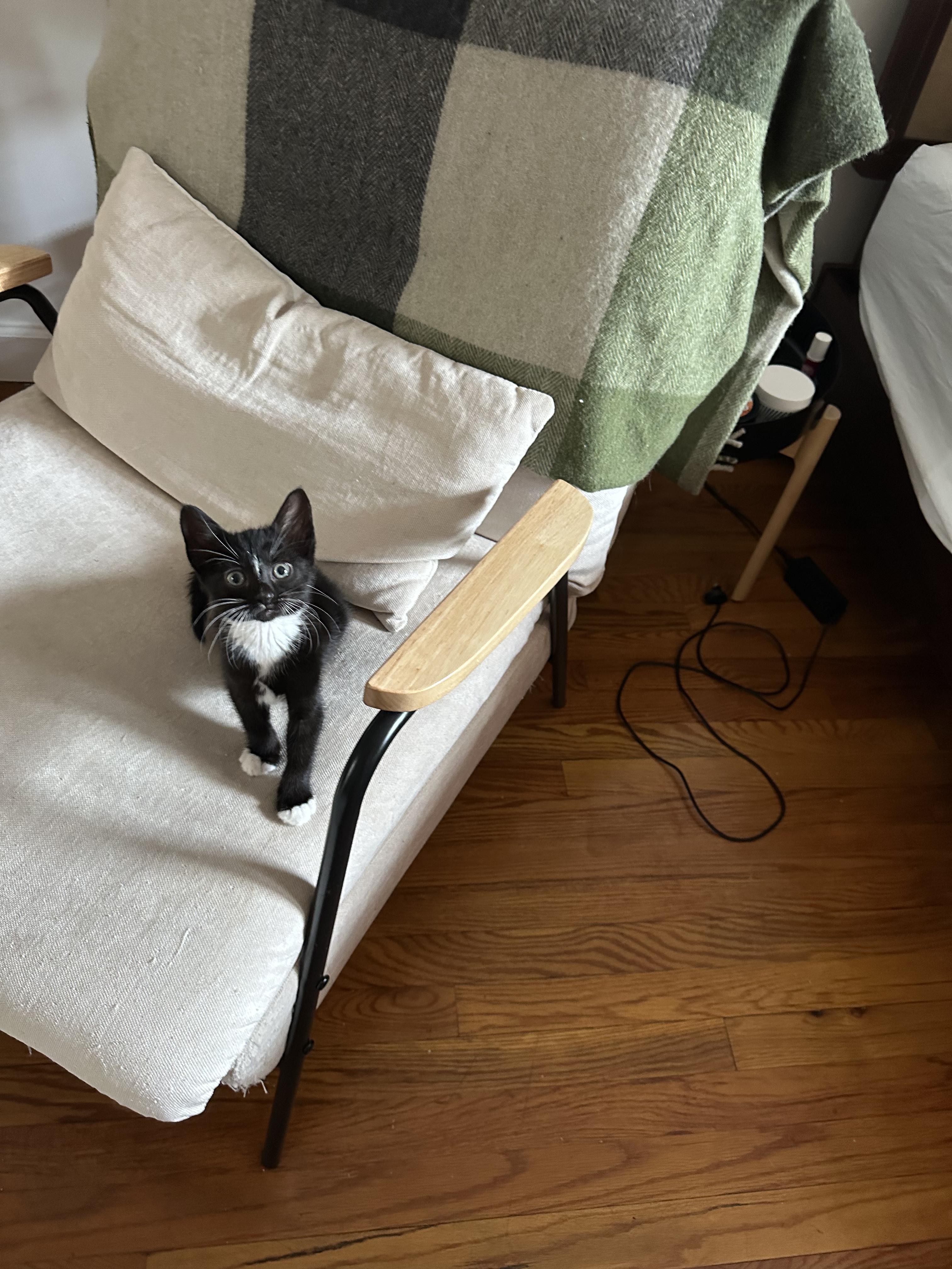 Enlarge Badger (Bonded to Panda), a ADOPTABLE Domestic Short Hair in Long Island City, NY image 4/6