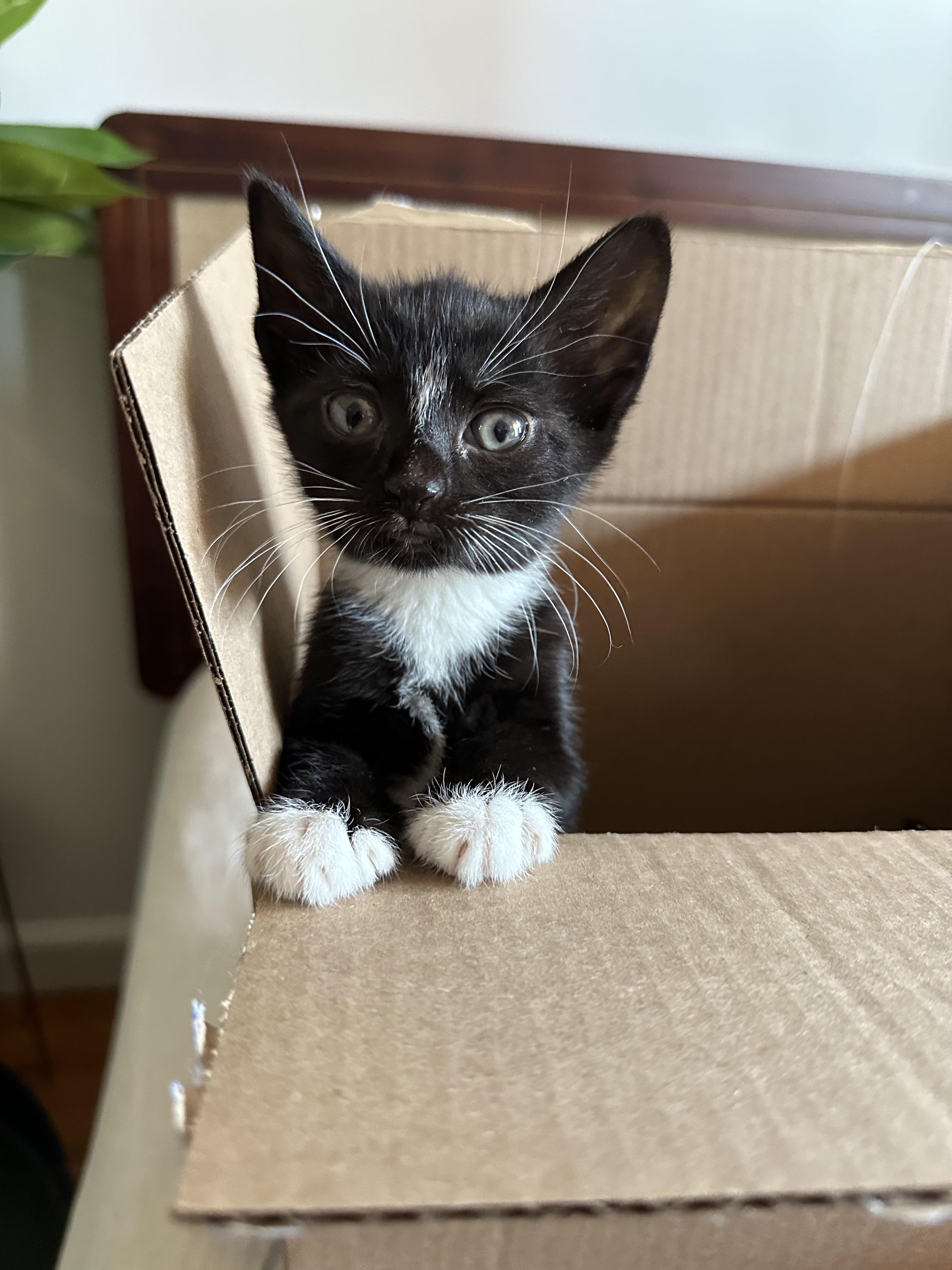 Enlarge Badger (Bonded to Panda), a ADOPTABLE Domestic Short Hair in Long Island City, NY image 1/6