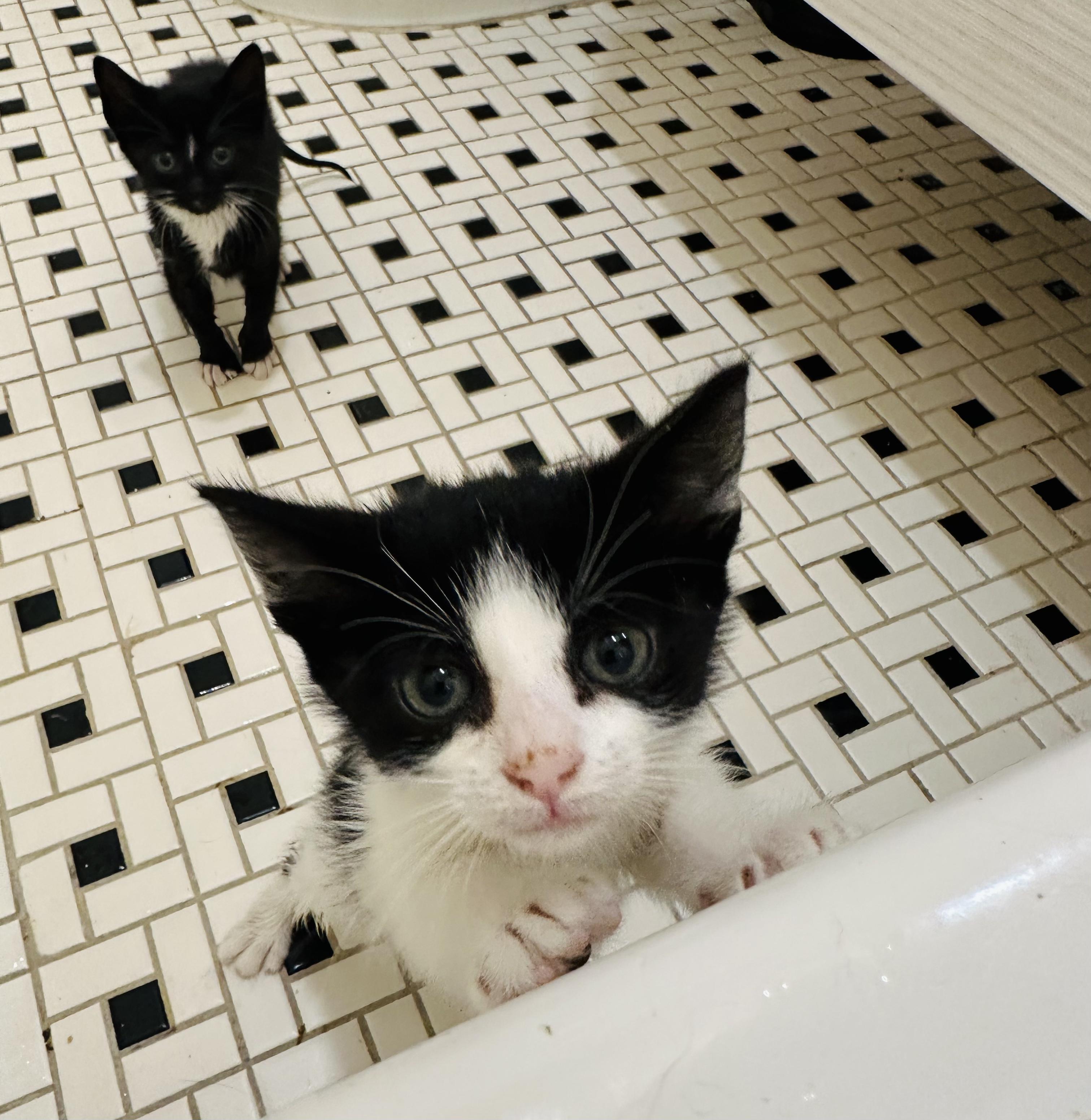 Enlarge Badger (Bonded to Panda), a ADOPTABLE Domestic Short Hair in Long Island City, NY image 5/6
