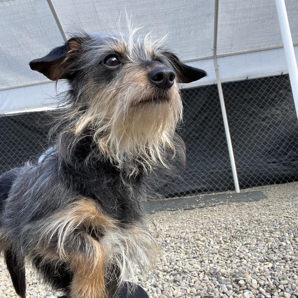 Scully, Adoptable, Adult Female Yorkshire Terrier.