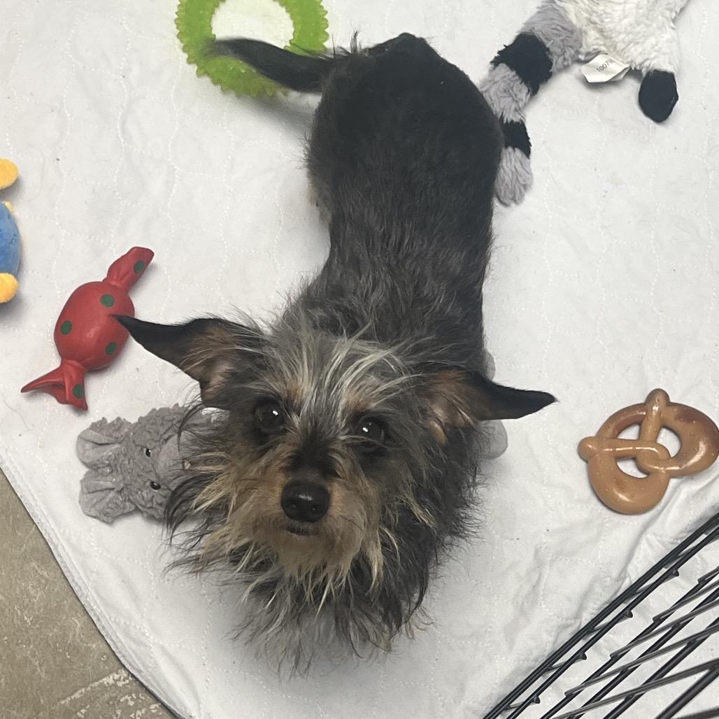 Enlarge Scully, a Adoptable Yorkshire Terrier in Waynesville, NC image 2/6