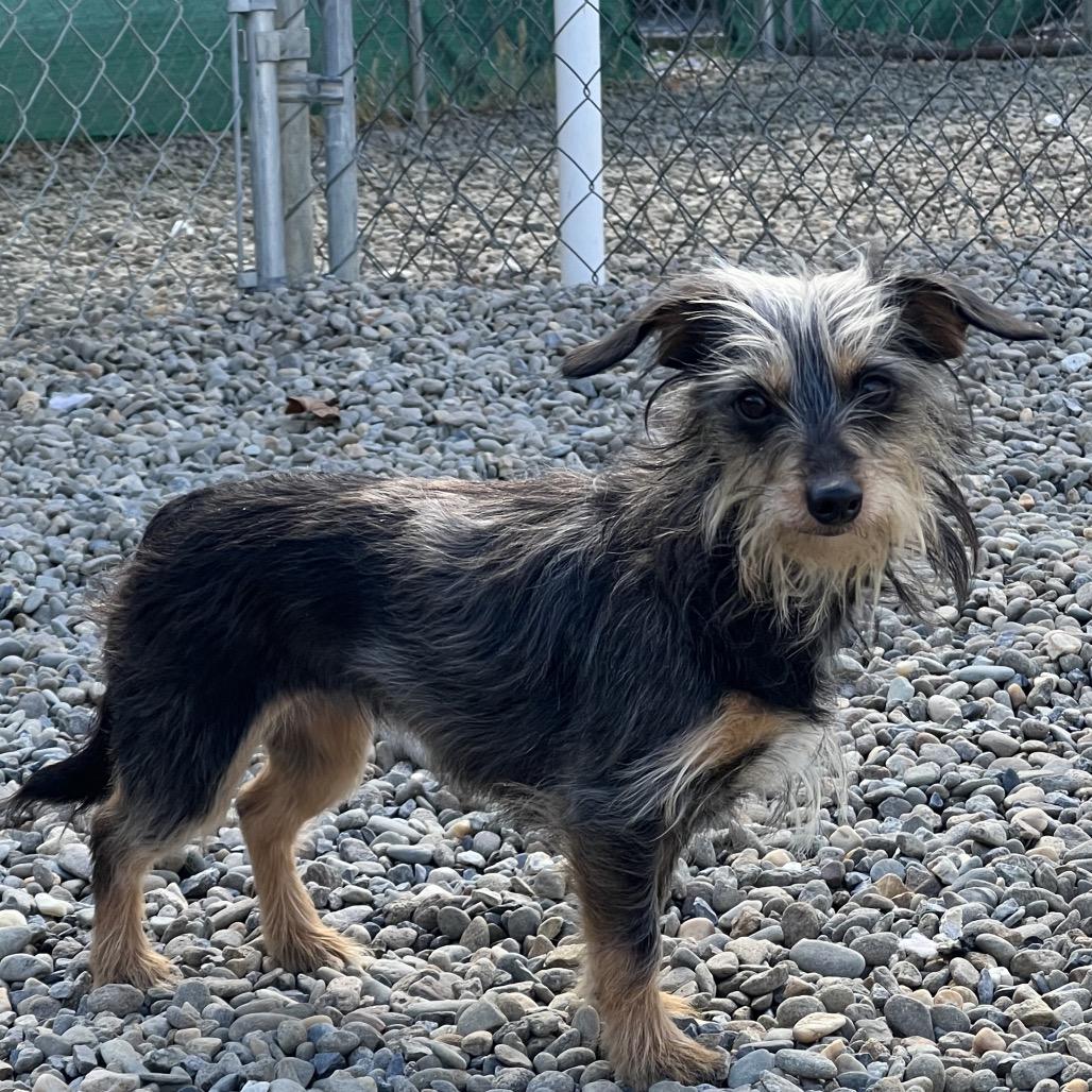 Enlarge Scully, a Adoptable Yorkshire Terrier in Waynesville, NC image 3/6