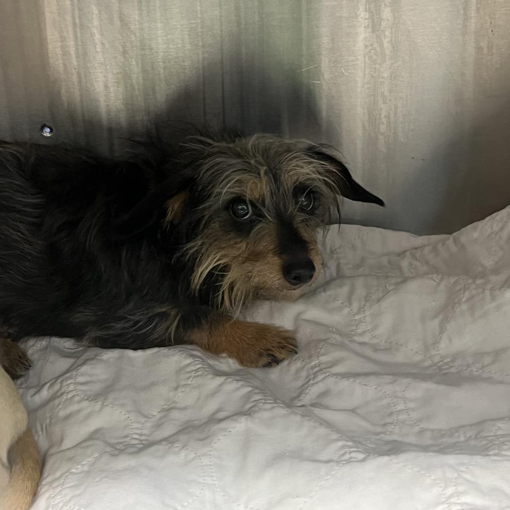 Enlarge Scully, a Adoptable Yorkshire Terrier in Waynesville, NC image 4/6