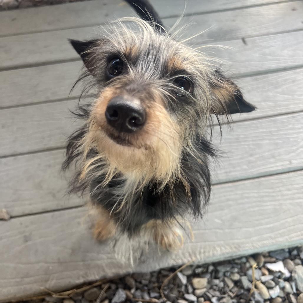 Enlarge Scully, a Adoptable Yorkshire Terrier in Waynesville, NC image 6/6