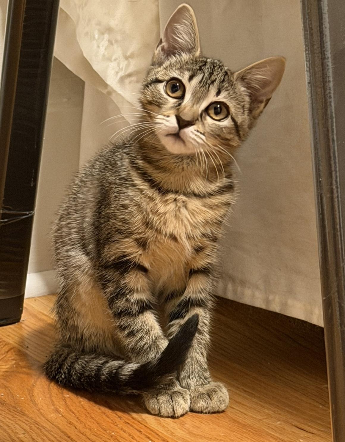 Willow & Nyx, an adopted Tabby in Closter, NJ image 4/5