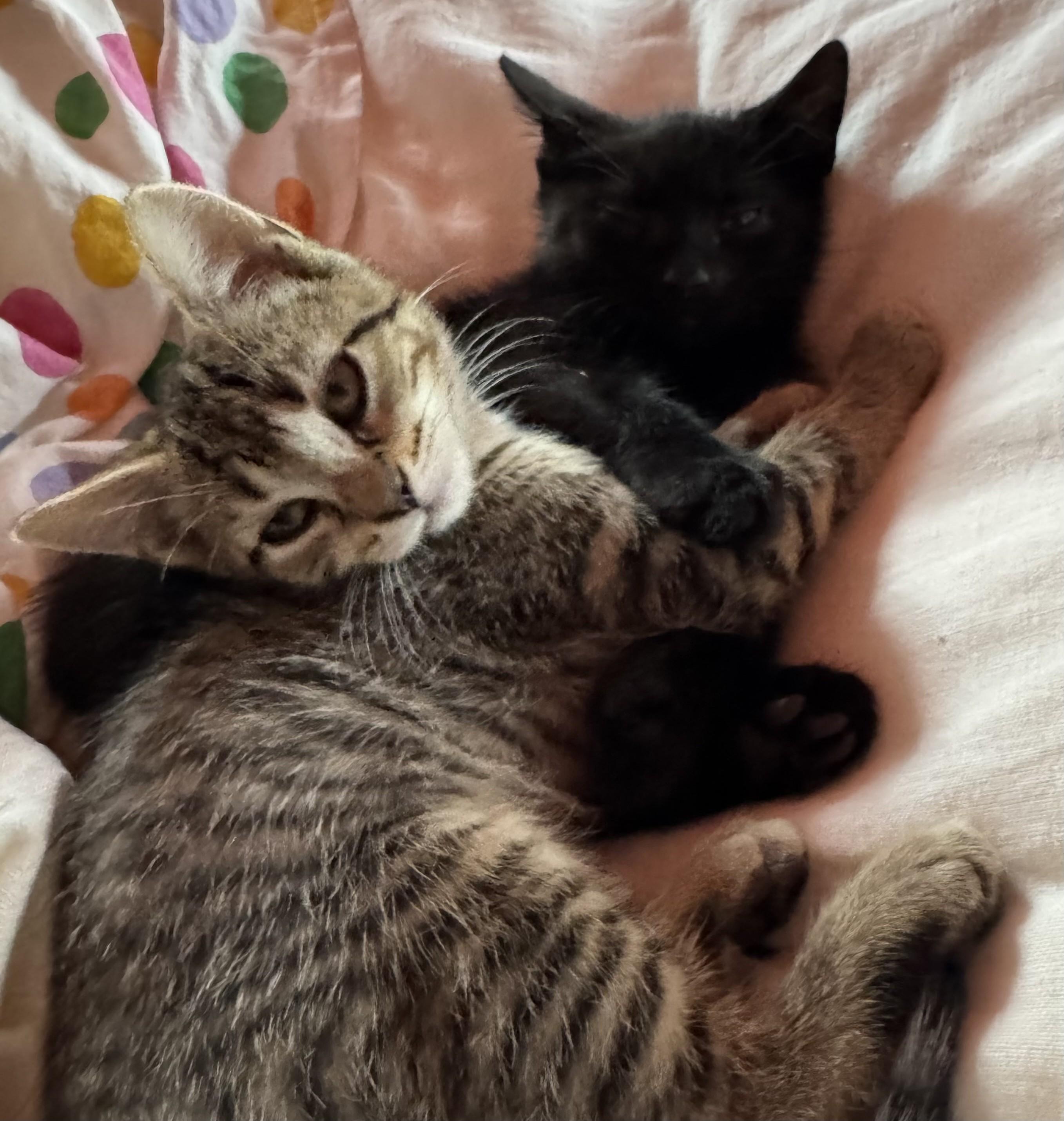 Willow & Nyx, adopted, Kitten Male Tabby.