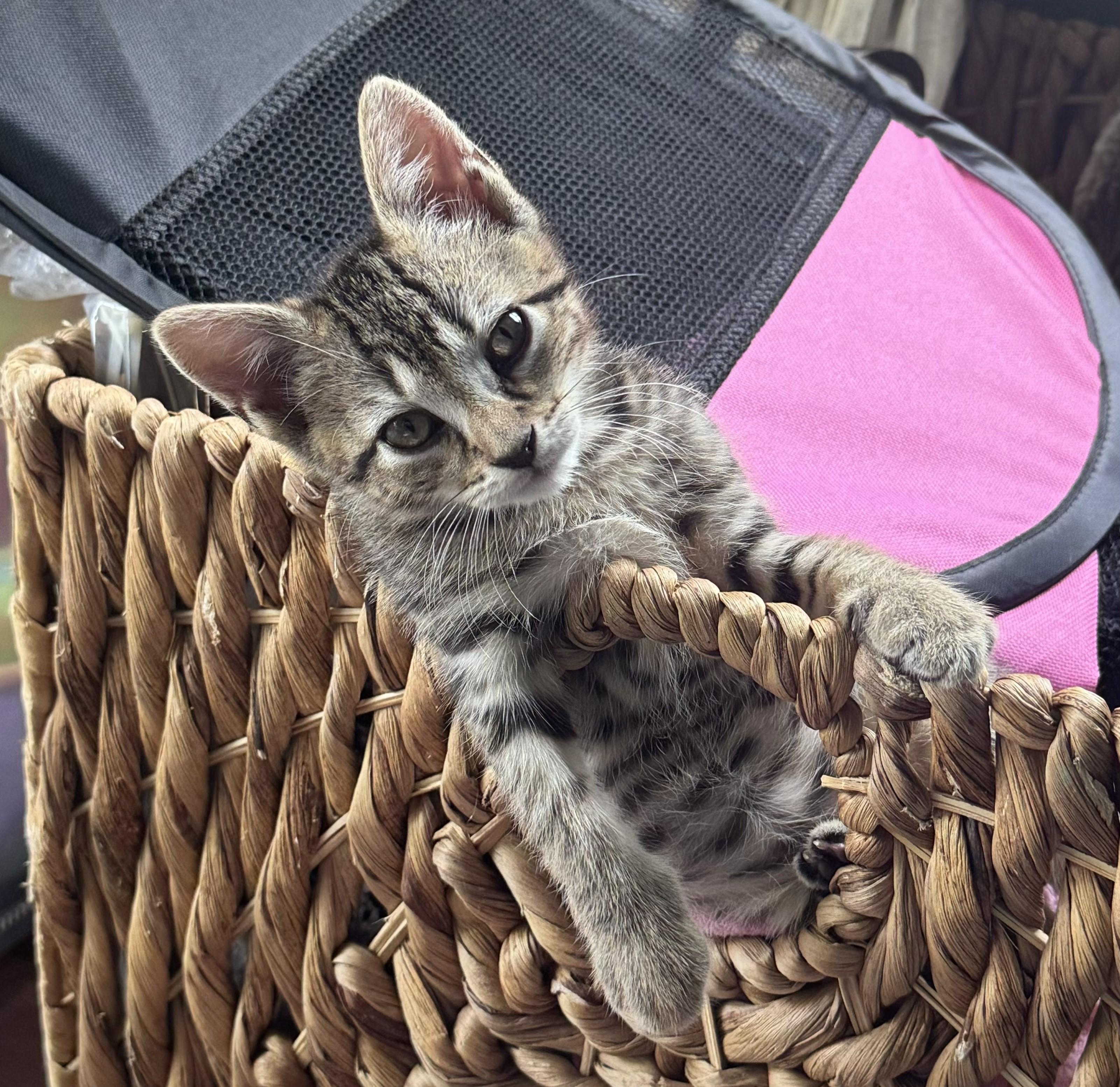 Willow & Nyx, an adopted Tabby in Closter, NJ image 2/5