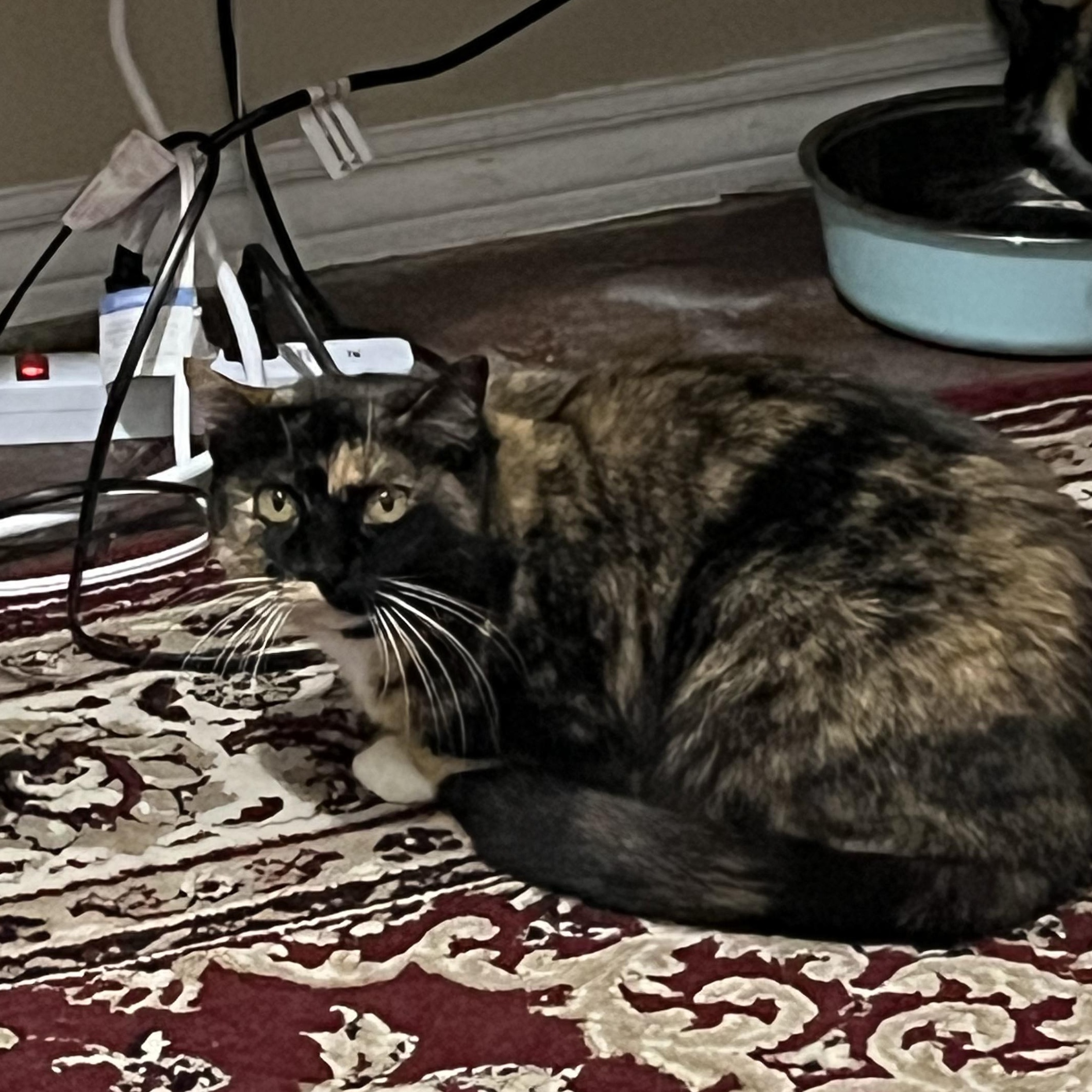 Chiquita, Adoptable, Senior Female Tortoiseshell.