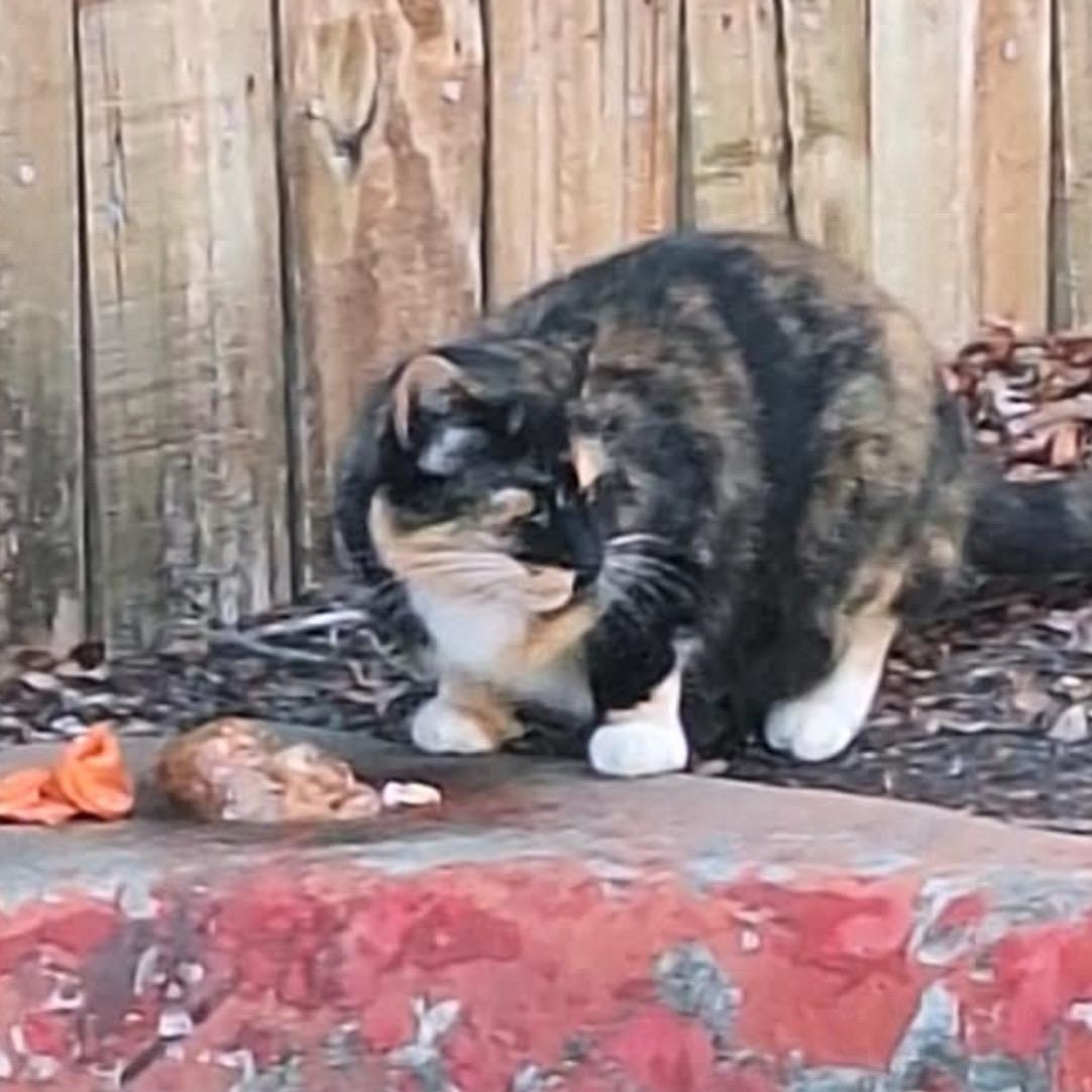 Enlarge Chiquita, a Adoptable mixed breed in Austin, TX image 4/4