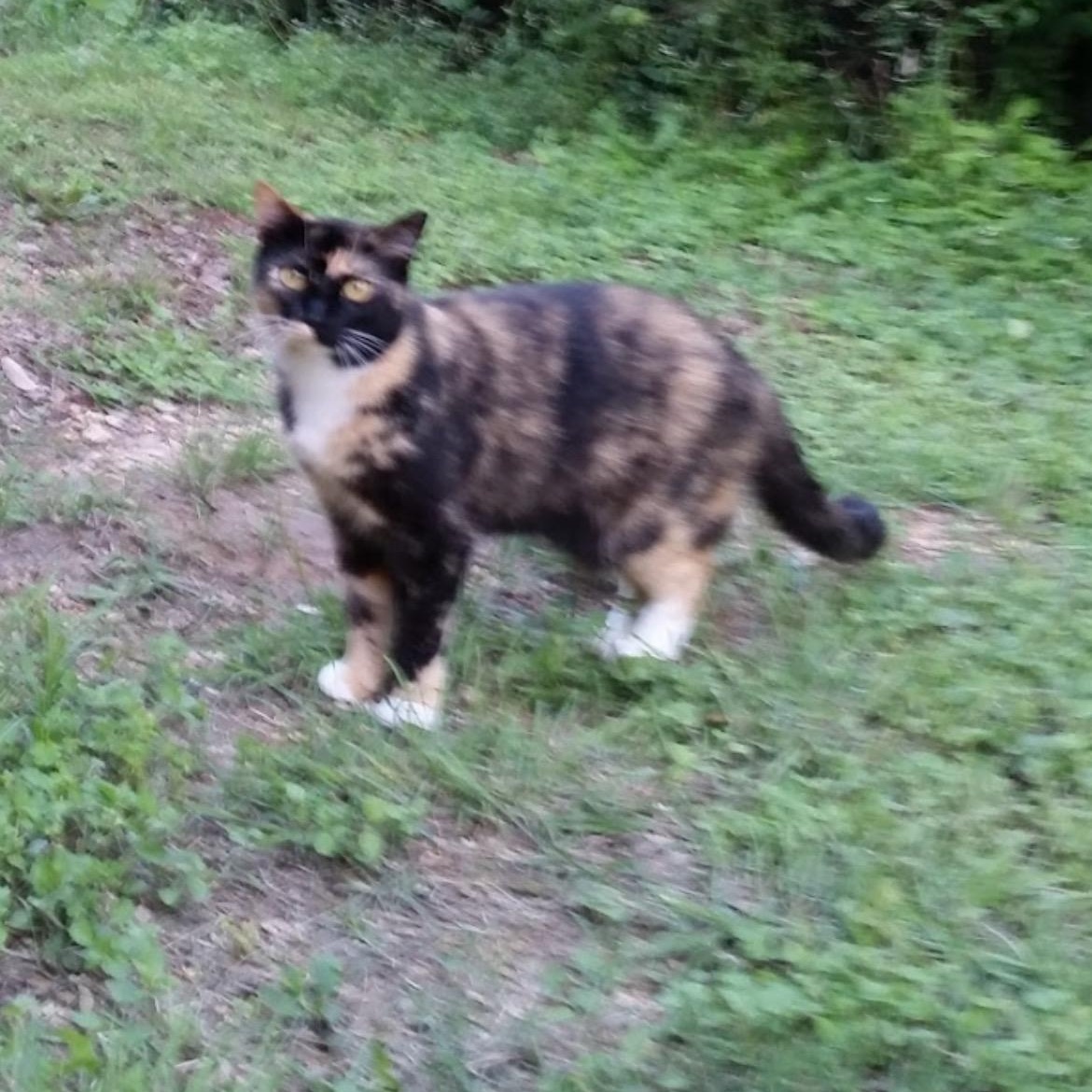 Enlarge Chiquita, a Adoptable mixed breed in Austin, TX image 2/4