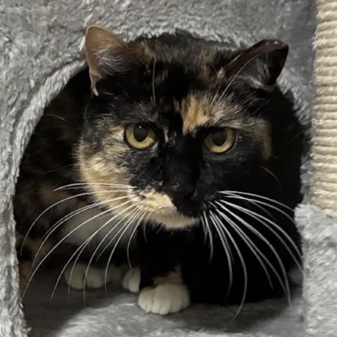 Chiquita, a Adoptable mixed breed in Austin, TX image 5/6