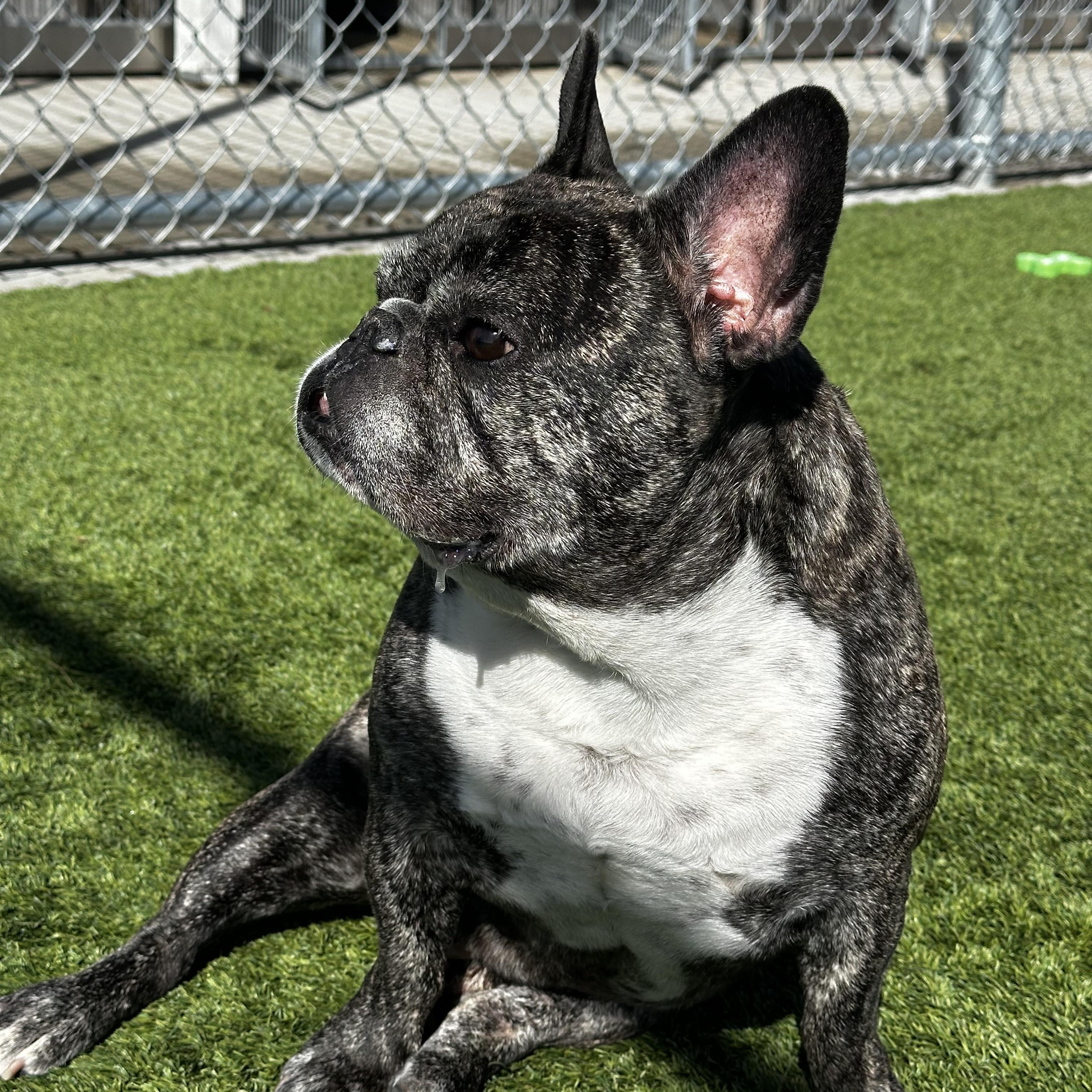 Baxter, adopted, Adult Male French Bulldog.