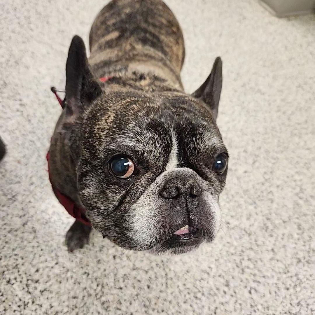 Enlarge Baxter, an adopted French Bulldog in Liberty, MO image 3/3