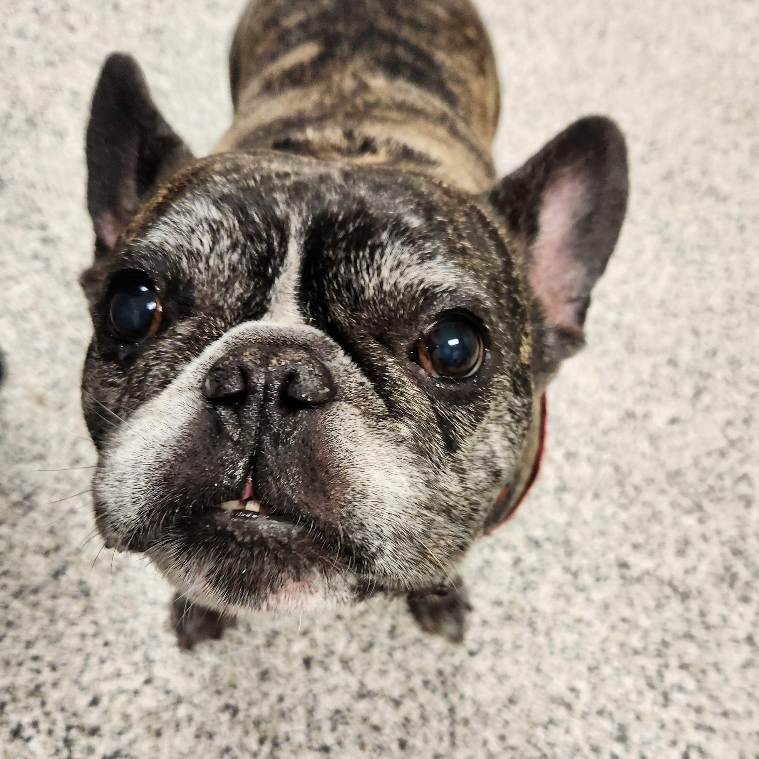 Enlarge Baxter, an adopted French Bulldog in Liberty, MO image 2/3