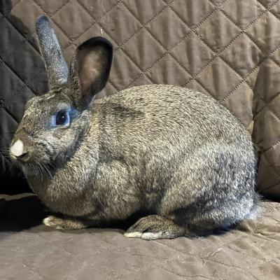 Sybil, Adoptable, Young Female Dutch & Bunny Rabbit.