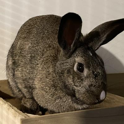 Enlarge Sybil, a Adoptable mixed breed in Kalamazoo, MI image 2/6