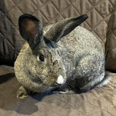 Enlarge Sybil, a Adoptable mixed breed in Kalamazoo, MI image 4/6