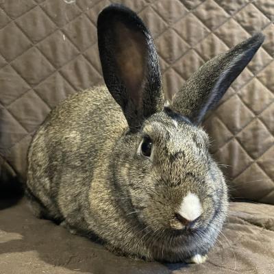 Enlarge Sybil, a Adoptable mixed breed in Kalamazoo, MI image 5/6