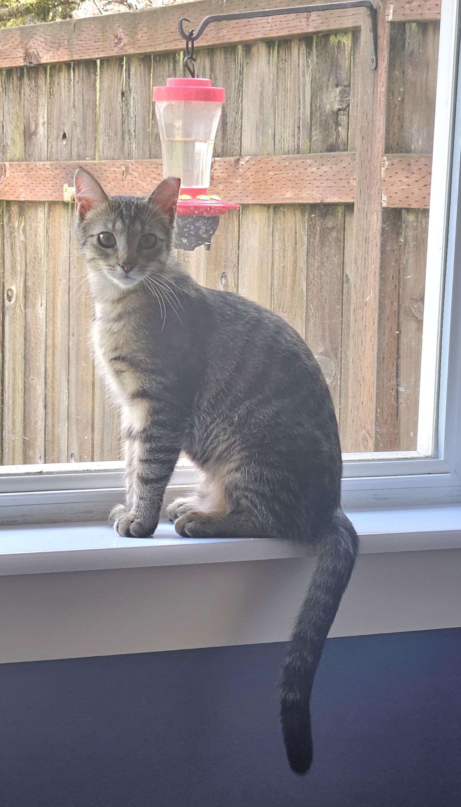 Enlarge CHARISMA, a Adoptable Domestic Short Hair in Puyallup, WA image 2/4