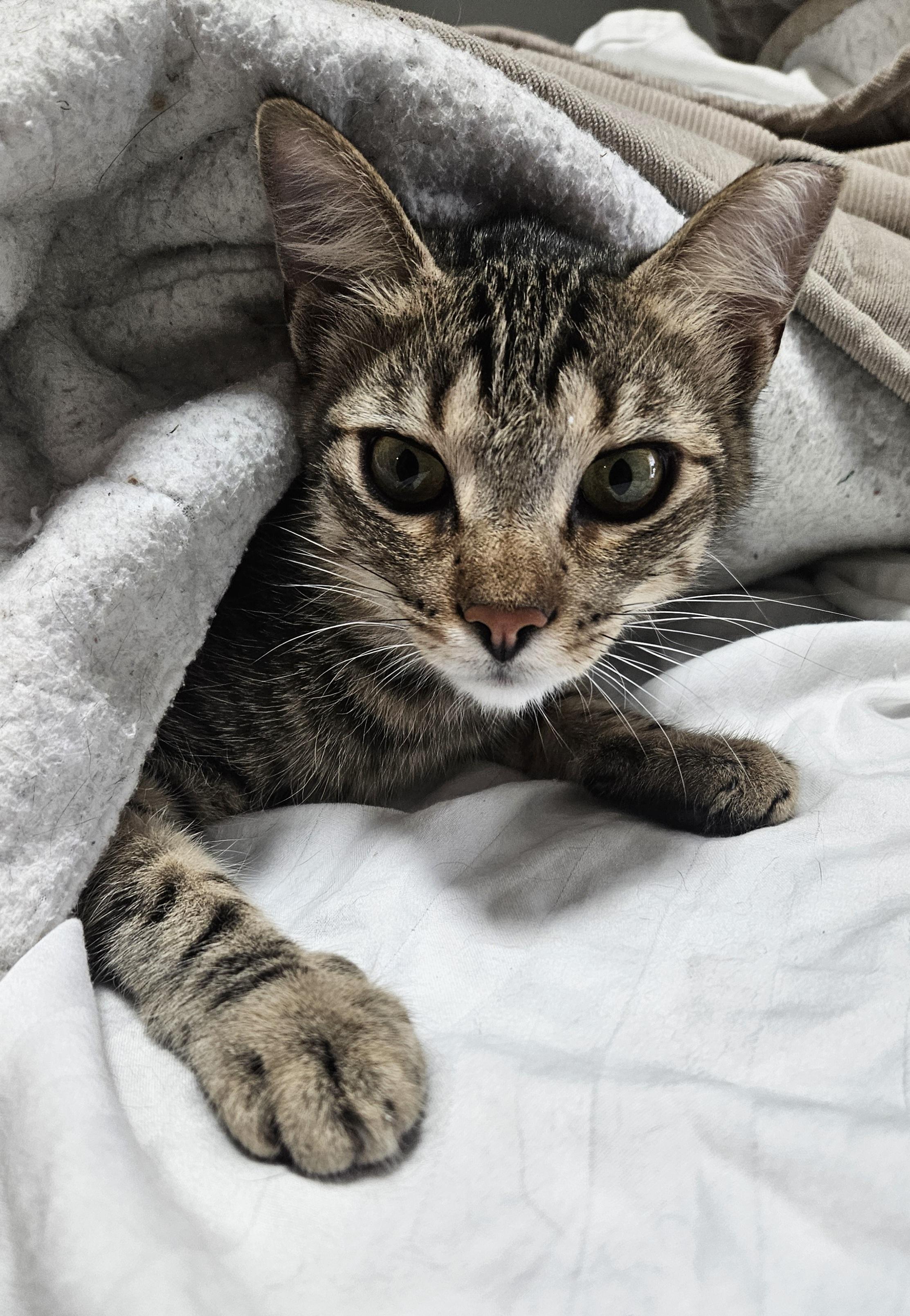 CHARISMA, Adoptable, Kitten Male Domestic Short Hair.