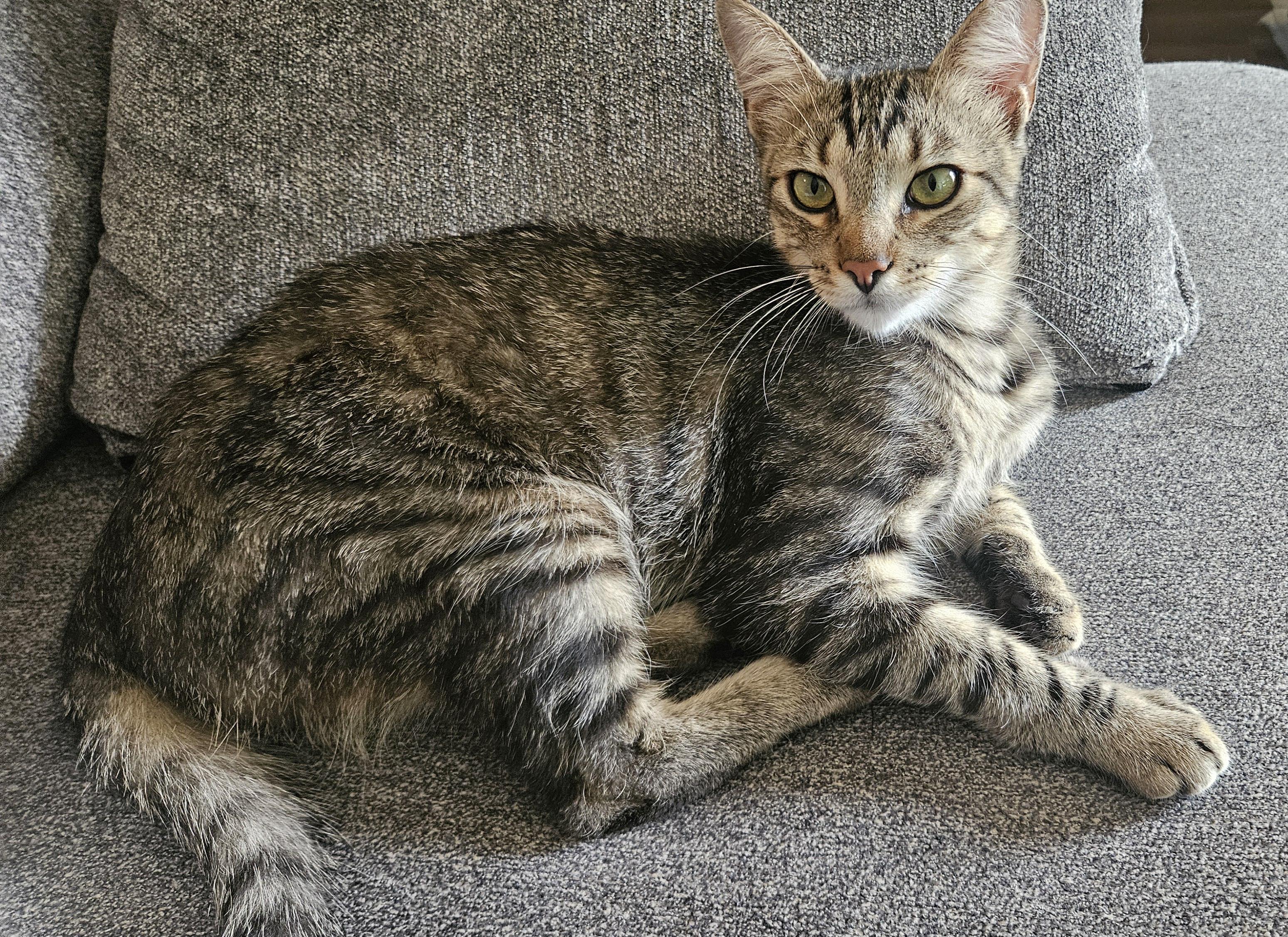 Enlarge CHARISMA, a Adoptable Domestic Short Hair in Puyallup, WA image 3/4