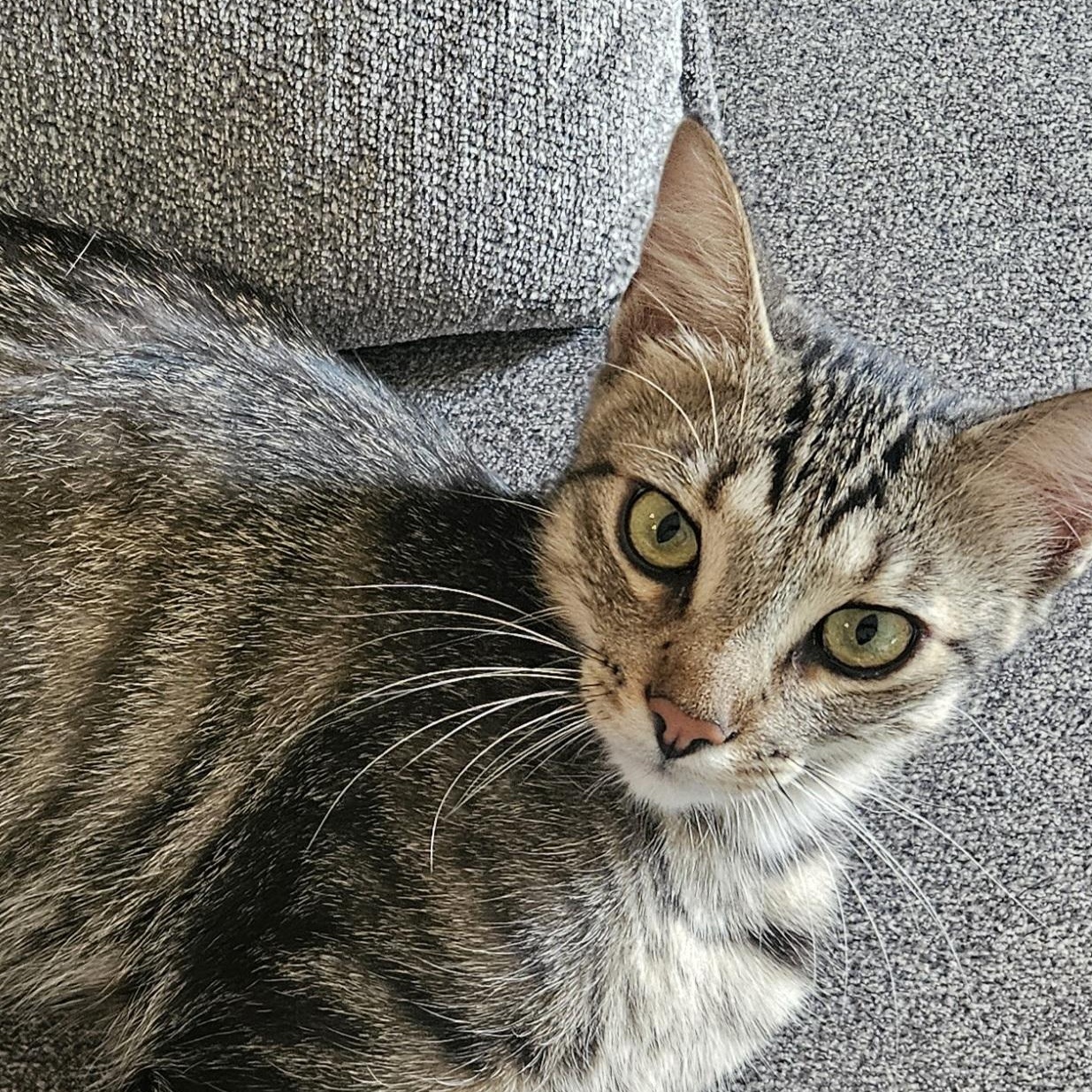 Enlarge CHARISMA, a Adoptable Domestic Short Hair in Puyallup, WA image 4/4