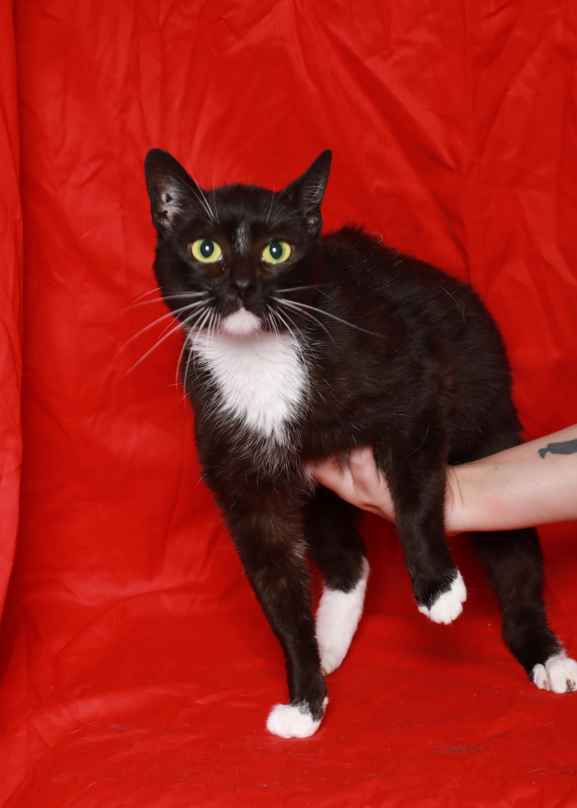 Sashay, a Adoptable Domestic Short Hair in Rock Falls, IL image 1/2