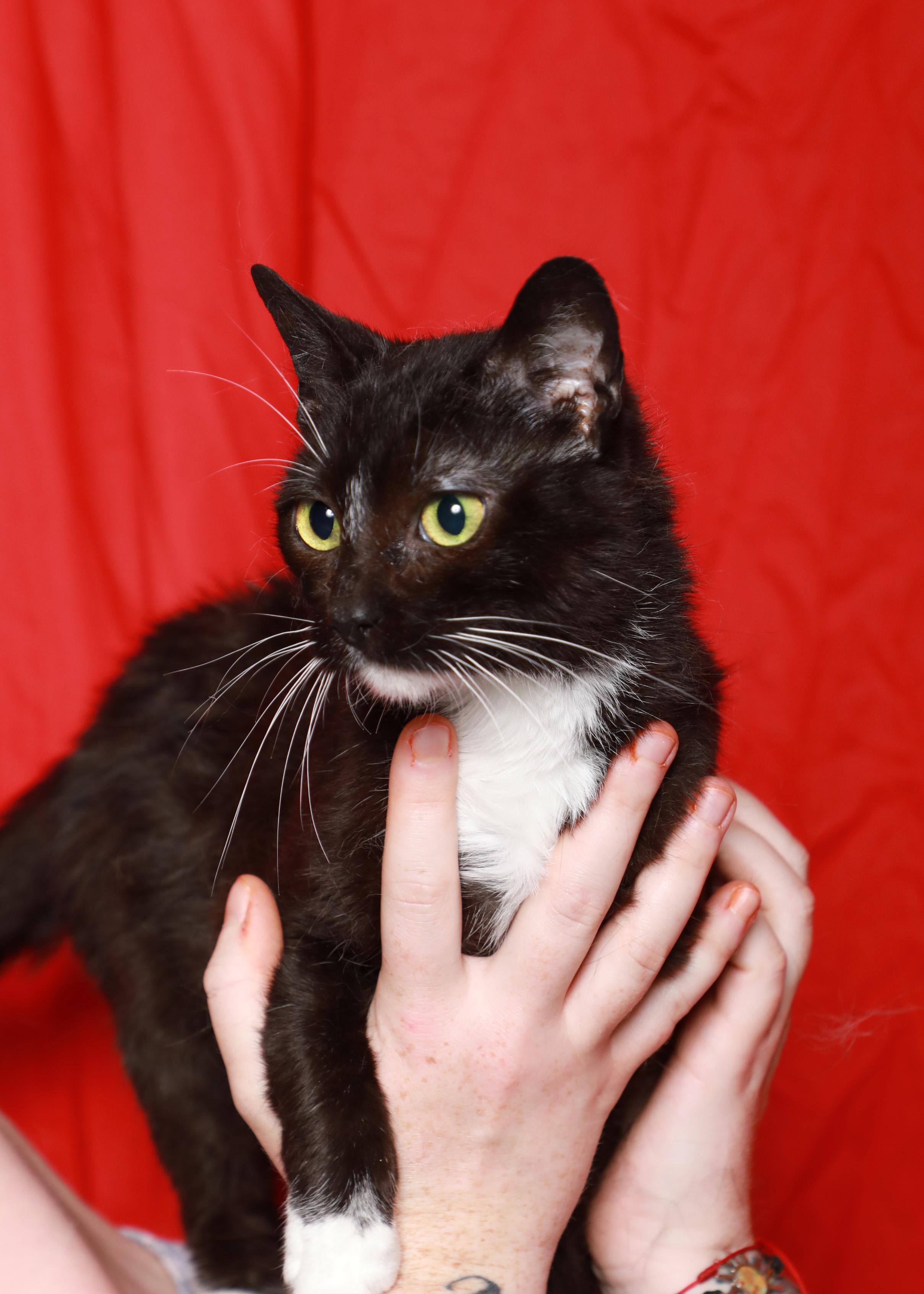 Sashay, a Adoptable Domestic Short Hair in Rock Falls, IL image 2/2