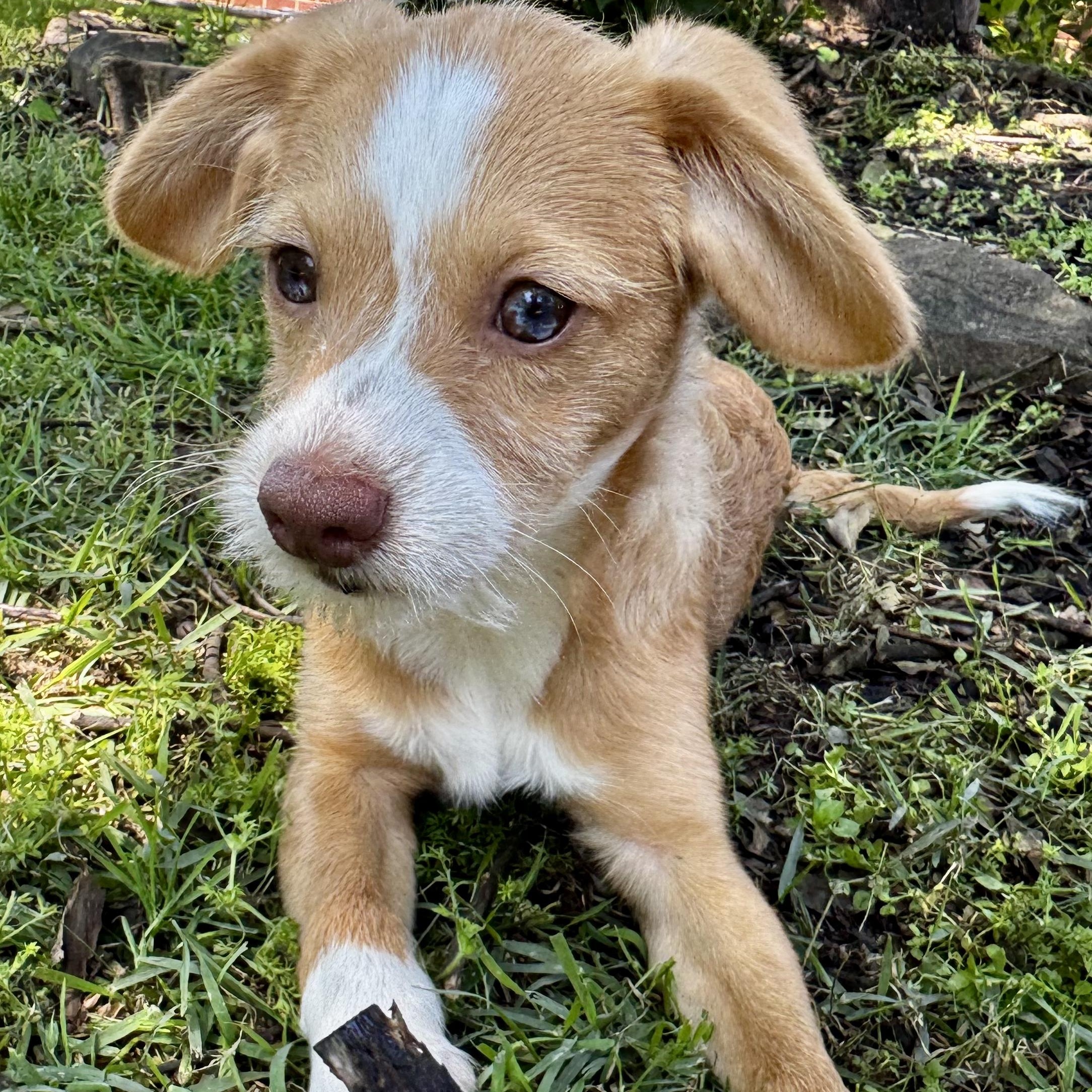 Enlarge Charles, a ADOPTABLE mixed breed in Boston, MA image 2/5