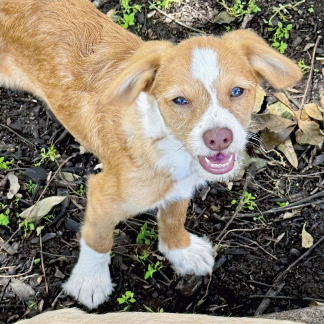 Enlarge Charles, a ADOPTABLE mixed breed in Boston, MA image 1/5