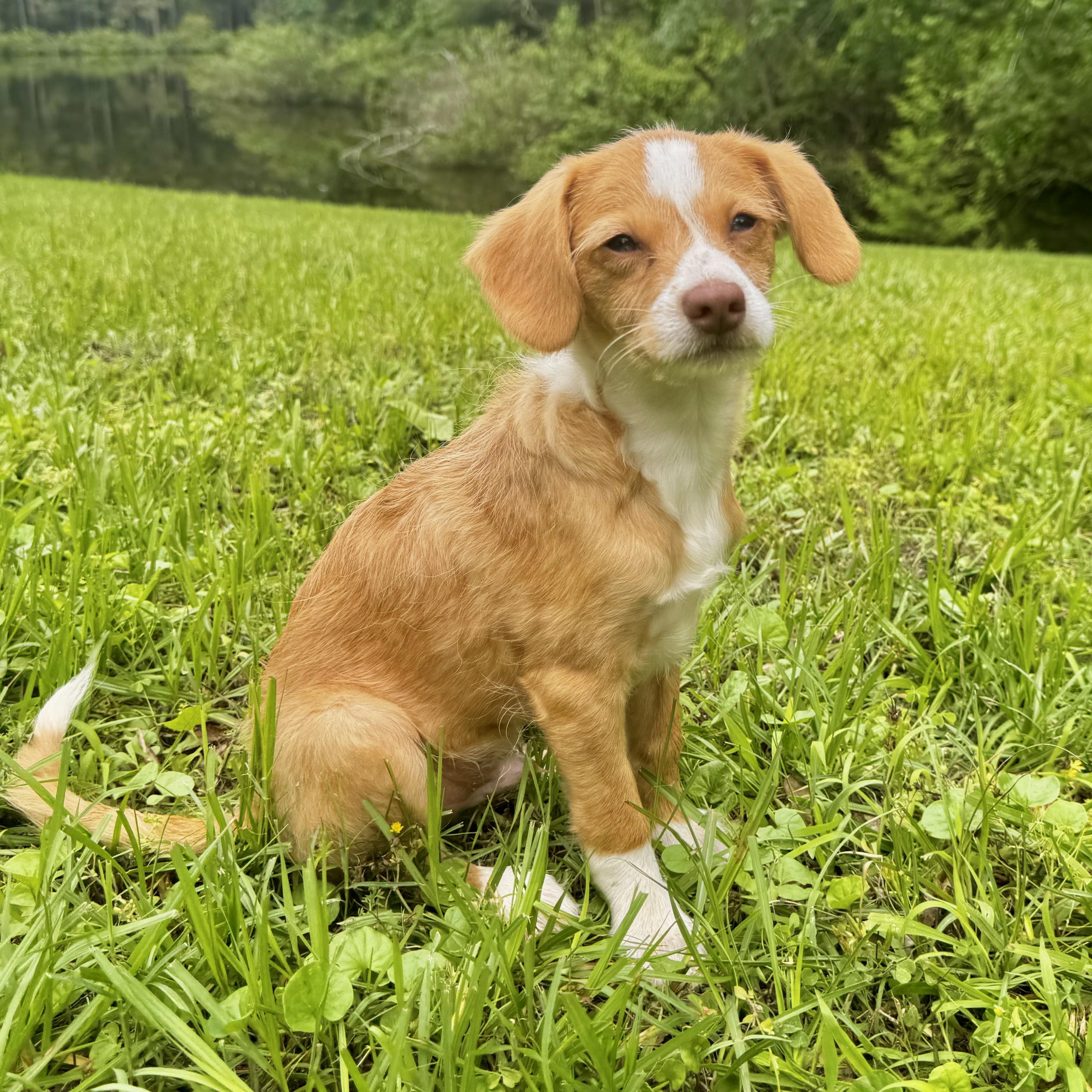 Enlarge Charles, a ADOPTABLE mixed breed in Boston, MA image 4/5