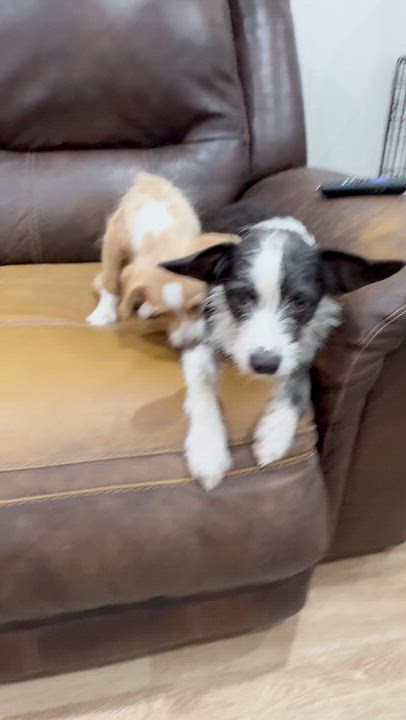 Enlarge Charles, a ADOPTABLE mixed breed in Boston, MA video 3/5