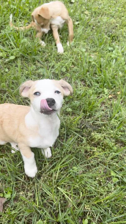 Enlarge Charles, a ADOPTABLE mixed breed in Boston, MA video 5/5