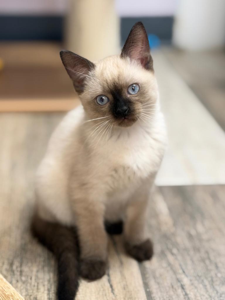 Enlarge Stormy, a Adopted Siamese in Peru, NY image 1/1
