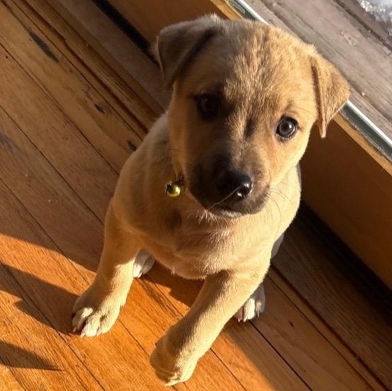 Cupid - A Puerto Rican Prince, Adoptable, Puppy Female Yellow Labrador Retriever.