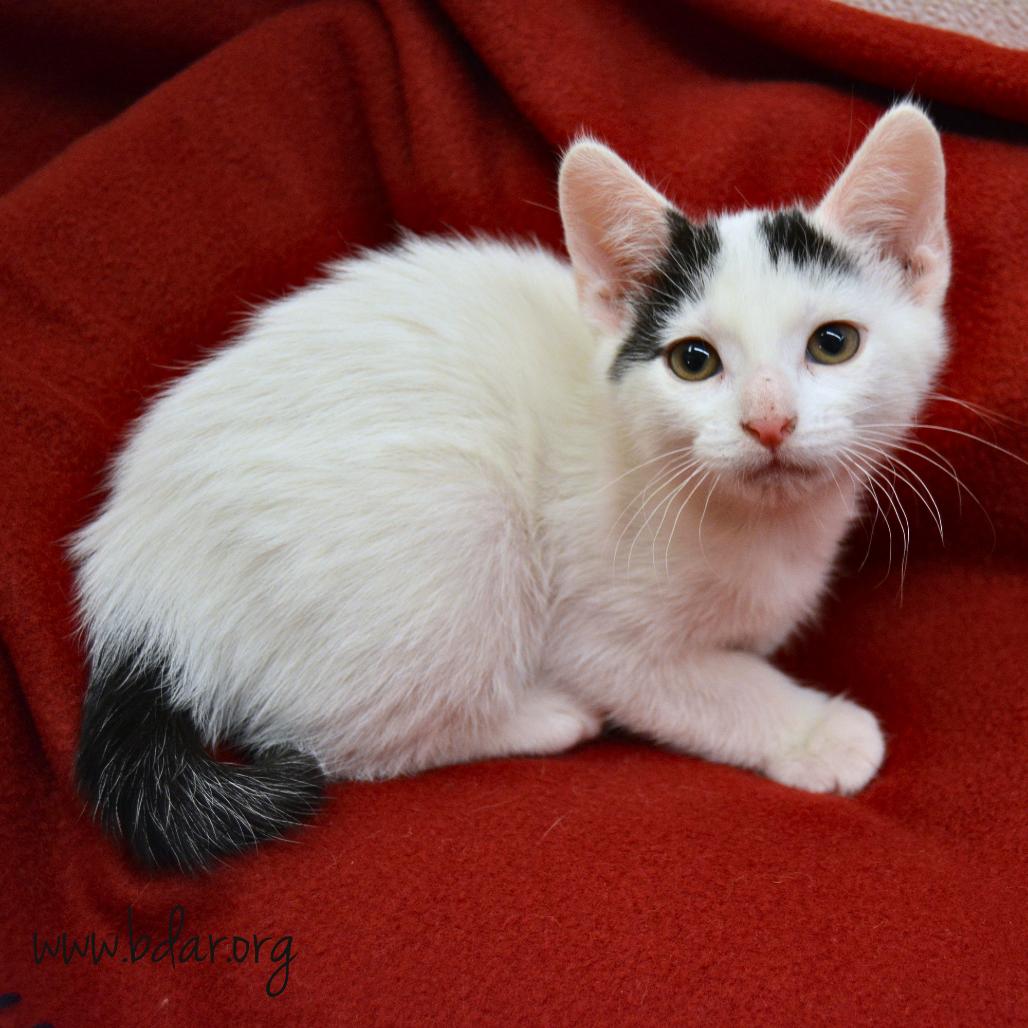 Alba, Adoptable, Kitten Female Domestic Short Hair.