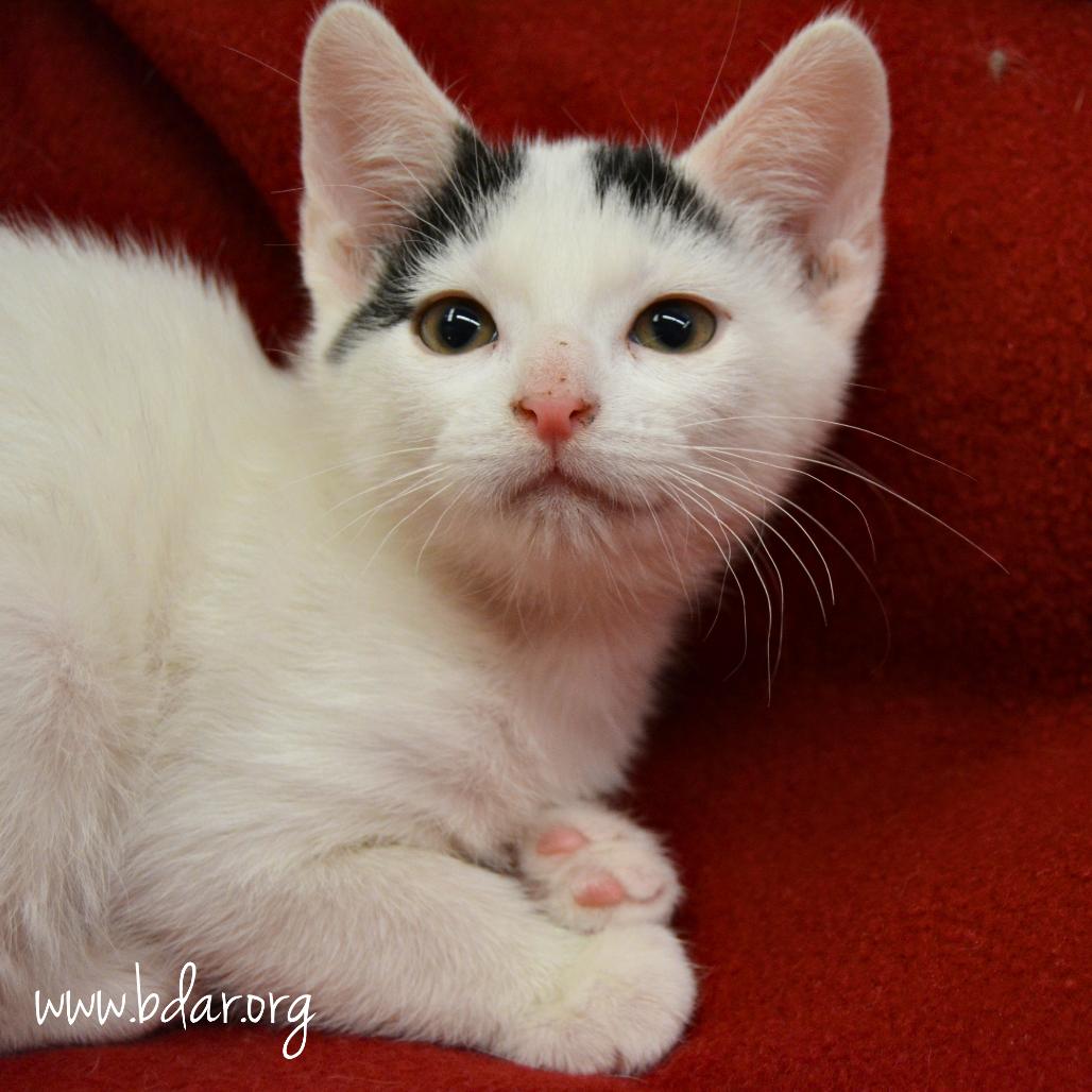 Enlarge Alba, a Adoptable Domestic Short Hair in Cheyenne, WY image 2/2