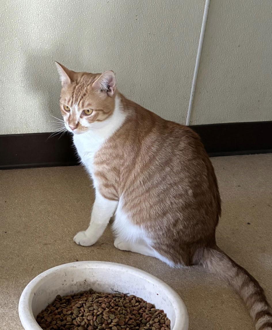 Artemis, Adoptable, Adult Male Domestic Short Hair.