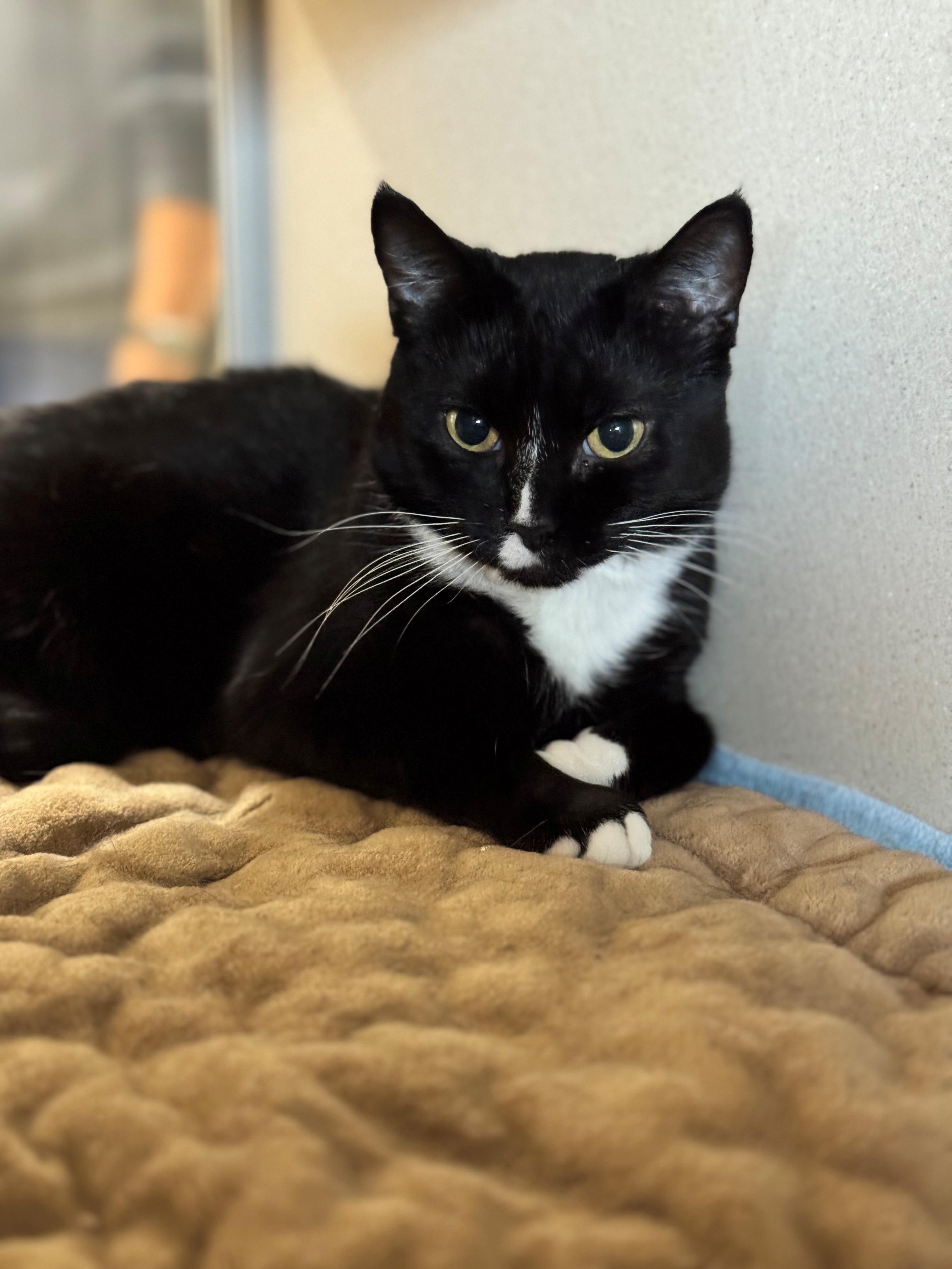 Samoa, an adoptable Domestic Short Hair in Hackensack, MN, 56452 | Photo Image 2