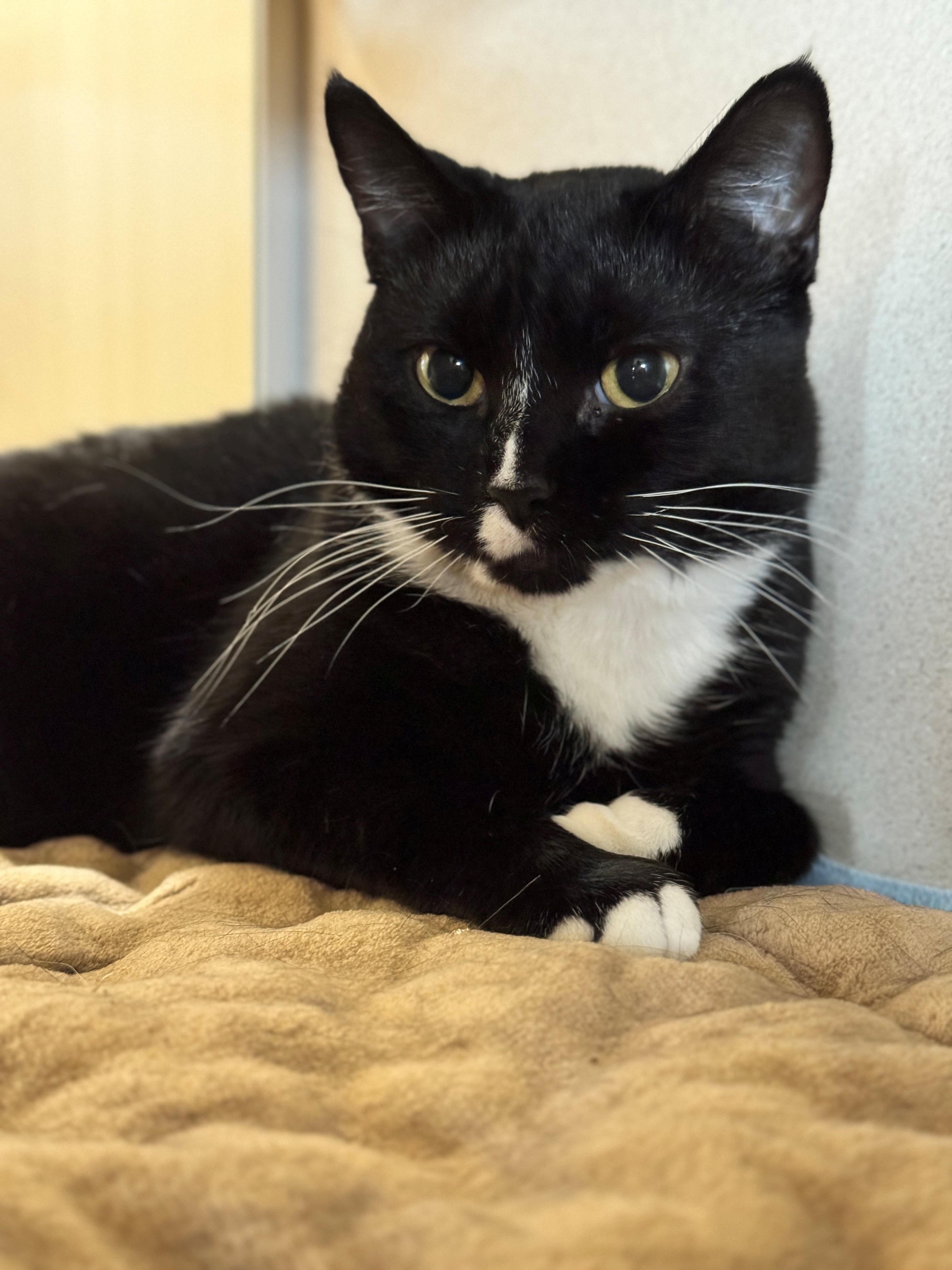 Samoa, an adoptable Domestic Short Hair in Hackensack, MN, 56452 | Photo Image 3