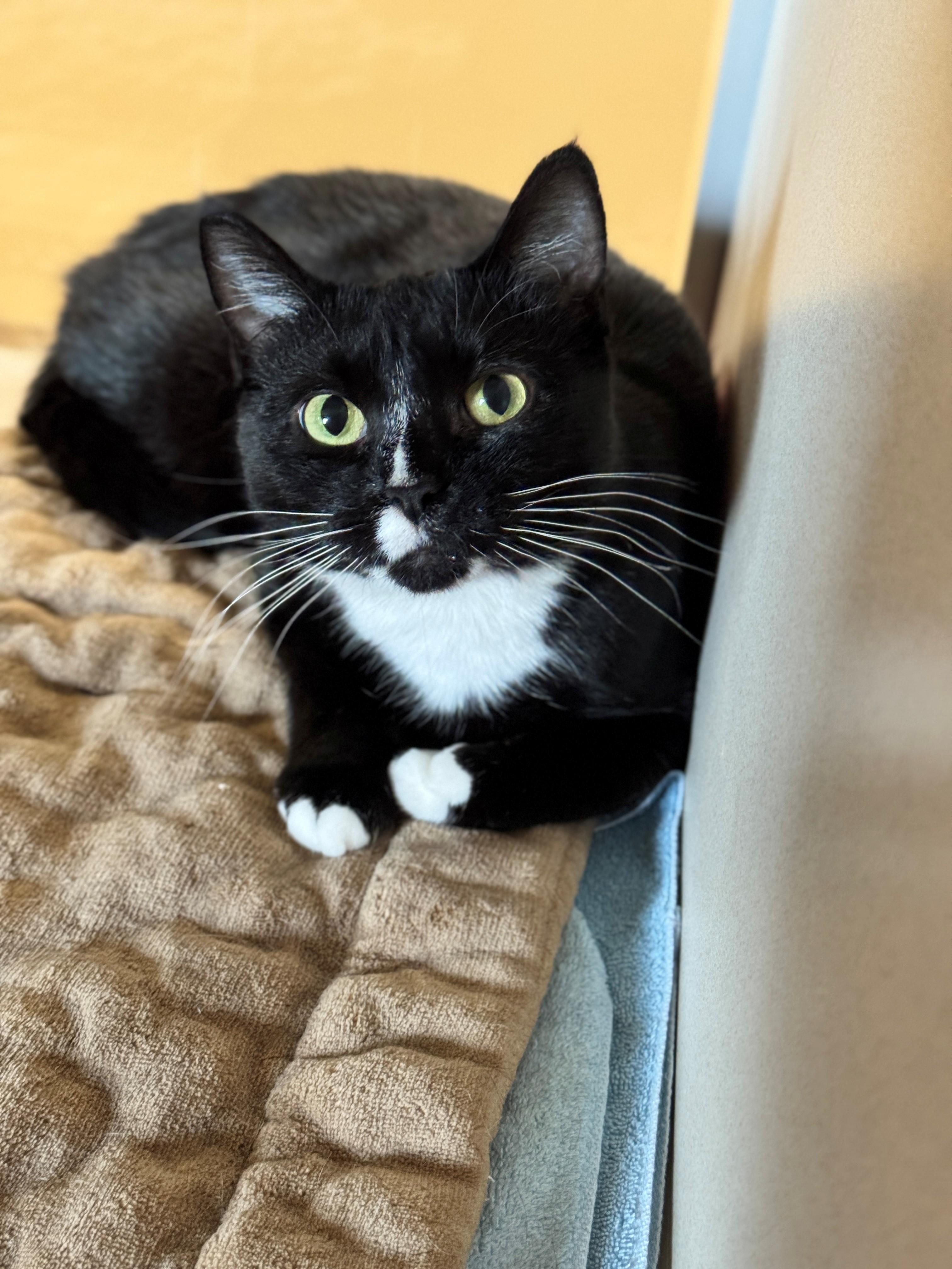 Samoa, an adoptable Domestic Short Hair in Hackensack, MN, 56452 | Photo Image 4