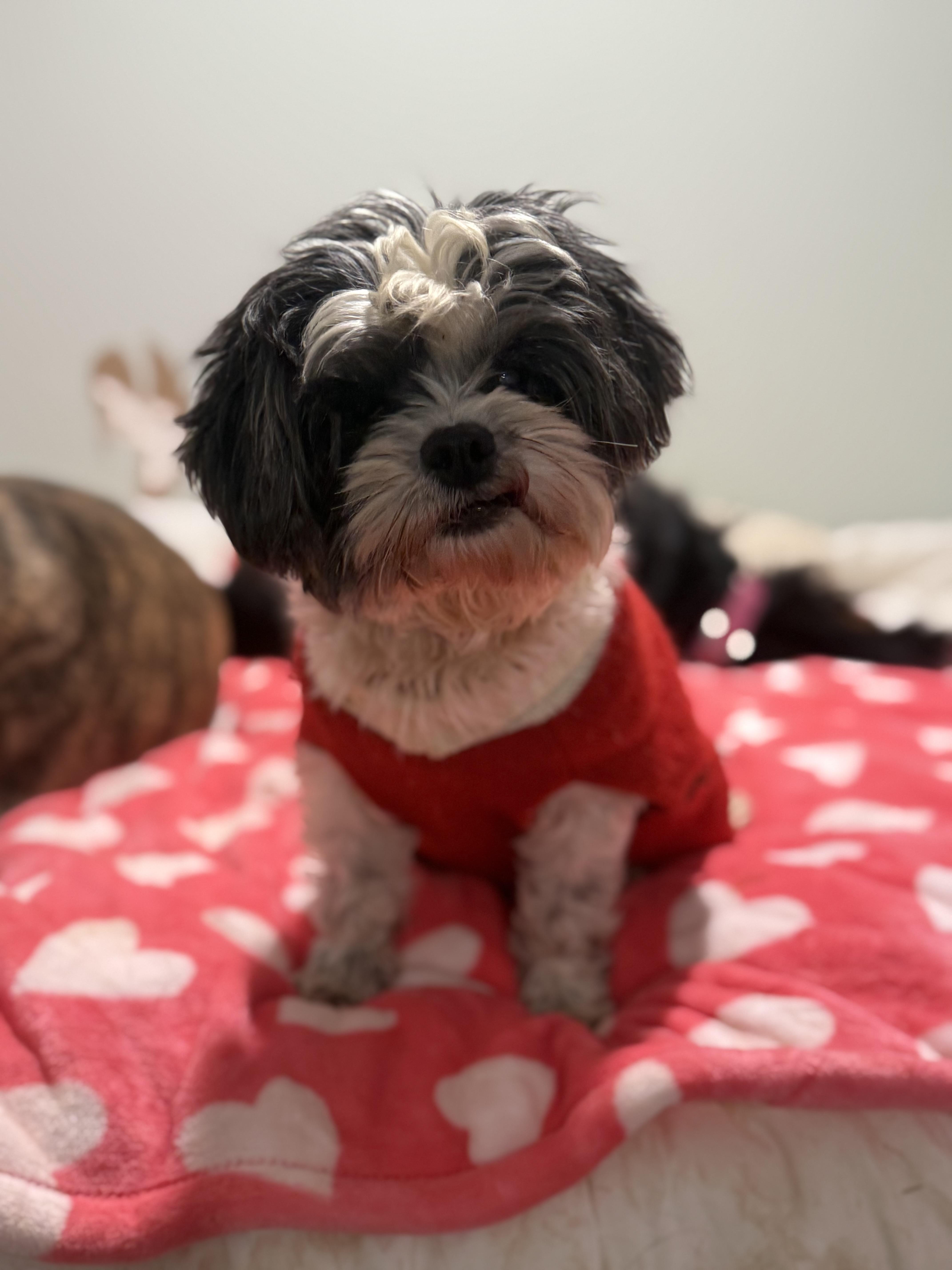 Yara, ADOPTABLE, Adult Female Shih Tzu.