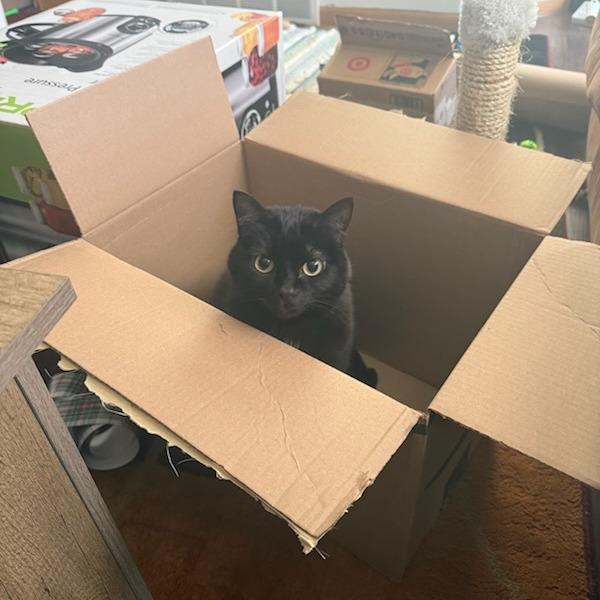 Panther--In Foster, Adoptable, Adult Female Domestic Short Hair.