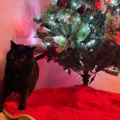 Enlarge Panther--In Foster, a Adoptable Domestic Short Hair in Fargo, ND image 3/6