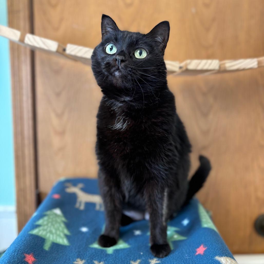 Enlarge Panther--In Foster, a Adoptable Domestic Short Hair in Fargo, ND image 4/6