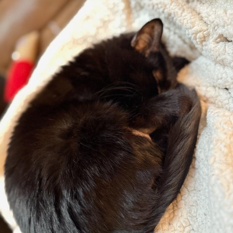 Enlarge Panther--In Foster, a Adoptable Domestic Short Hair in Fargo, ND image 5/6