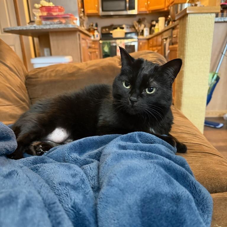 Enlarge Panther--In Foster, a Adoptable Domestic Short Hair in Fargo, ND image 6/6